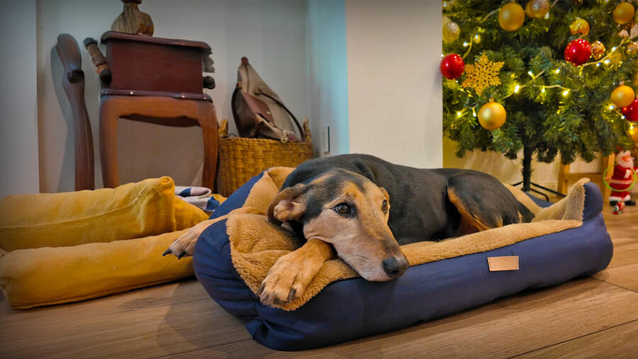 D’Aria + Zaguates: Donde tu casa encuentra su corazón.