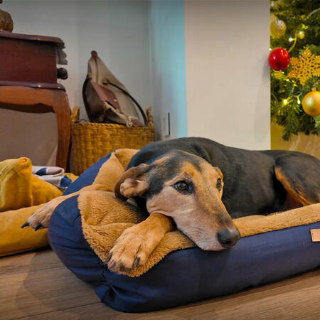 D’Aria + Zaguates: Donde tu casa encuentra su corazón.